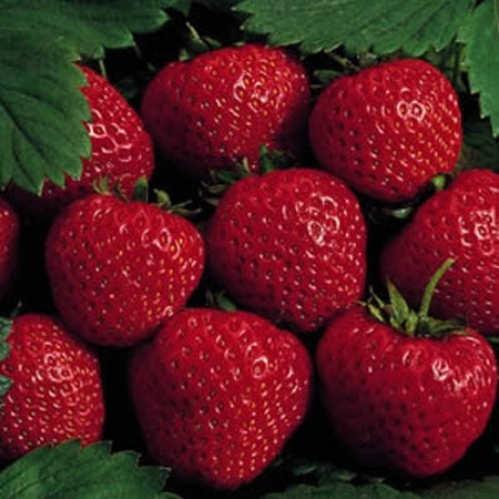 Earliglow - Strawberry Varieties