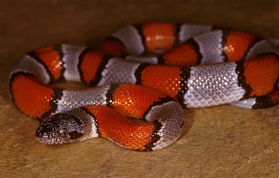 Lampropeltis alterna - Gray-banded Kingsnake - snake species | gveli | გველი