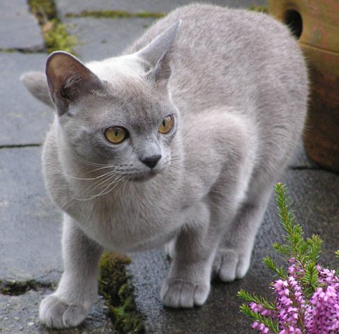 Burmese 3 - cat Breeds | კატის ჯიშები | katis jishebi