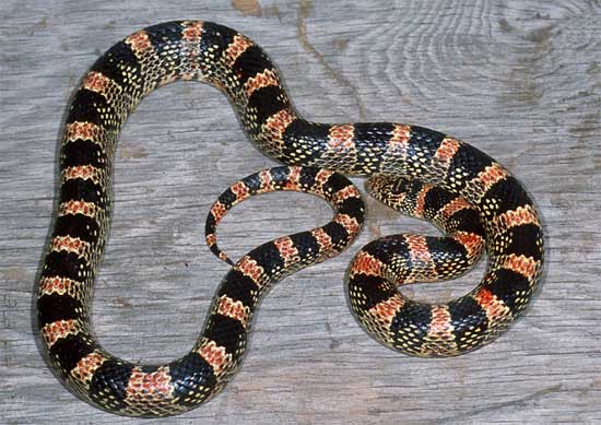 Rhinocheilus lecontei  - Long-nosed Snake - snake species | gveli | გველი
