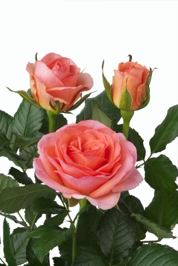 Fandango - Rose Varieties | VARDI | ვარდი                                                                                                                