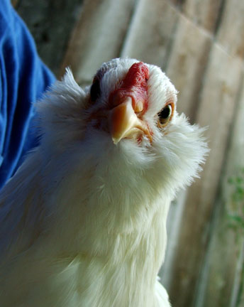 Araucana 2 - chicken Breeds | ქათმის ჯიშები | qatmis jishebi