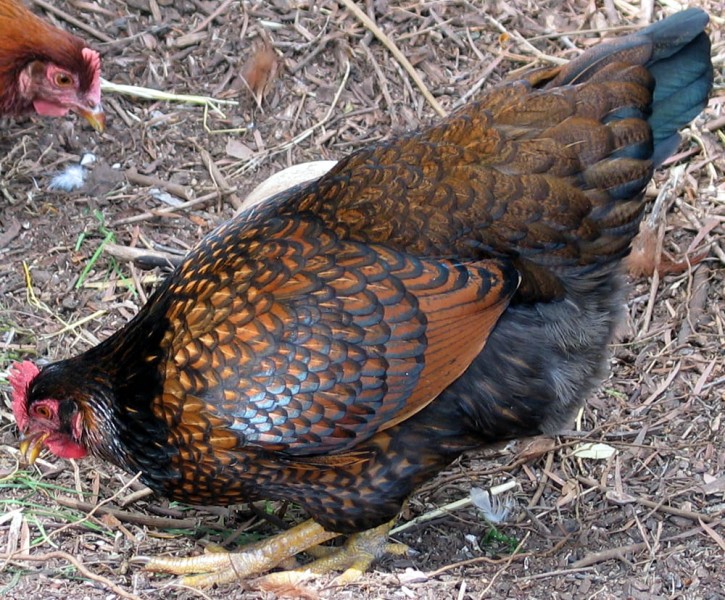 Barnevelder 2 - chicken Breeds | ქათმის ჯიშები | qatmis jishebi