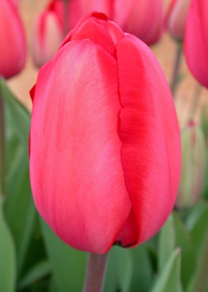 Red Impression -                                                         Species Tulip| TITA | ტიტა                                                        