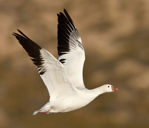 Ross's Goose - Bird Species | Frinvelis jishebi | ფრინველის ჯიშები