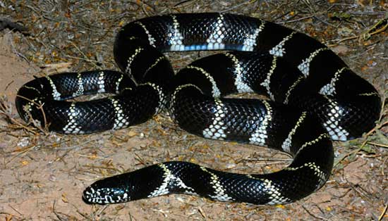  COMMON KINGSNAKE  Lampropeltis getula - snake species | gveli | გველი