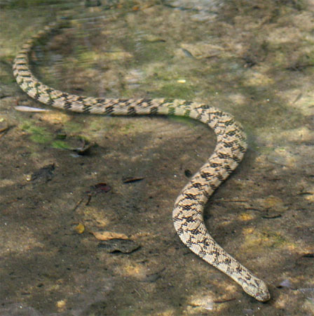 Nerodia rhombifer rhombifer - Northern Diamond-backed Watersnake - snake species | gveli | გველი