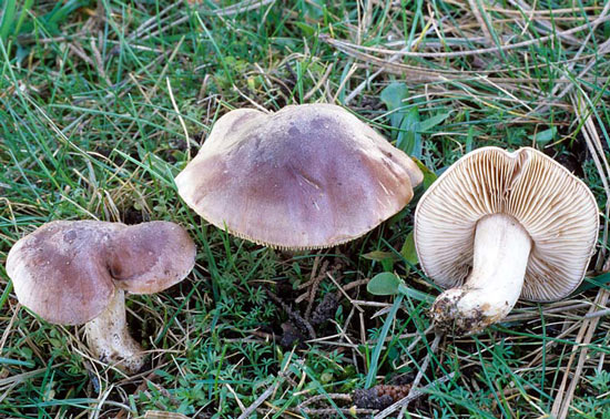 Hebeloma sinapizans - Fungi species | sokos jishebi | სოკოს ჯიშები
