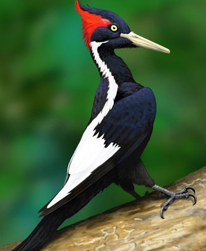 Ivory-billed Woodpecker - Bird Species | Frinvelis jishebi | ფრინველის ჯიშები