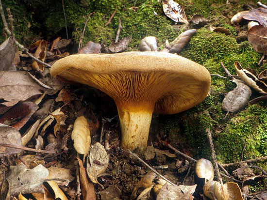 Paxillus involutus - Fungi species | sokos jishebi | სოკოს ჯიშები