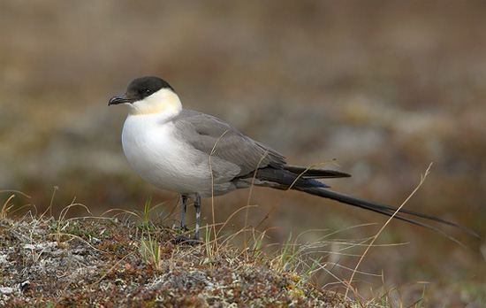Long-tailed Jaeger - Bird Species | Frinvelis jishebi | ფრინველის ჯიშები