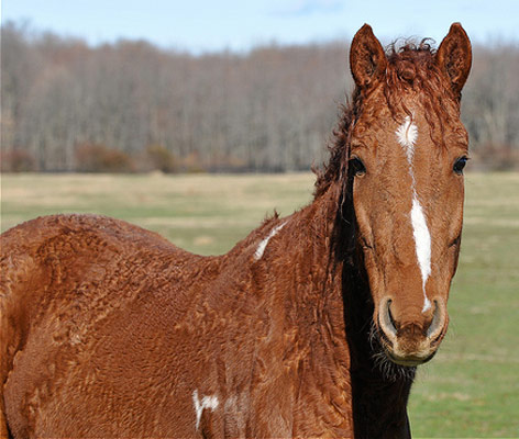 American Bashkir - horse Breeds | ცხენის ჯიშები| cxenis jishebi