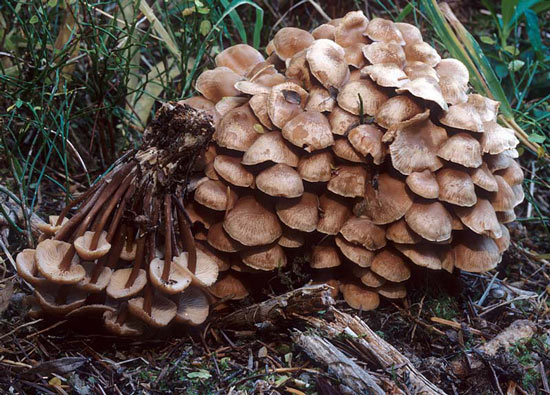 Collybia acervata: Gymnopus acervatus - Mushroom Species Images