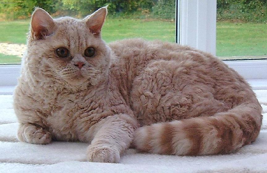 Selkirk Rex - cat Breeds | კატის ჯიშები | katis jishebi