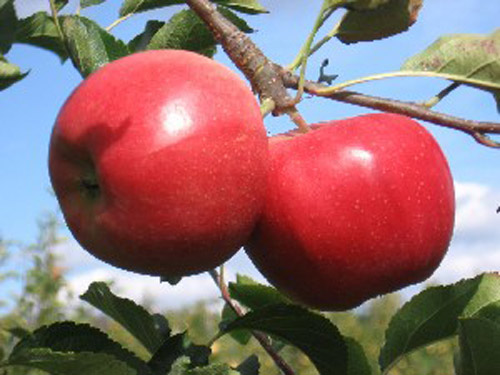 Crimson Gold - Apple Varieties