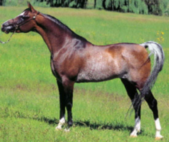 Arabian 1 - horse Breeds | ცხენის ჯიშები| cxenis jishebi
