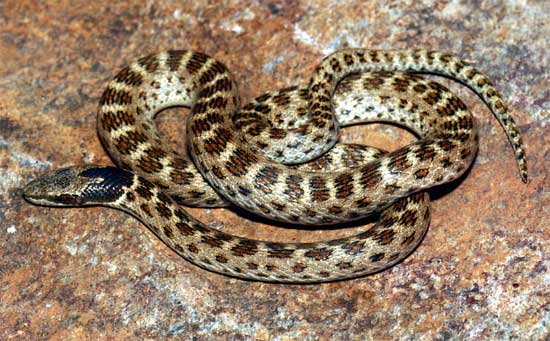 Hypsiglena chlorophaea deserticola -    Northern Desert Nightsnake - snake species | gveli | გველი