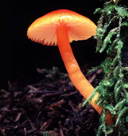 Hygrocybe miniata - Mushroom Species Images