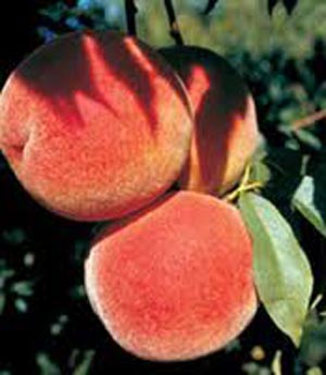 PF 27A Flamin Fury - Peach Varieties