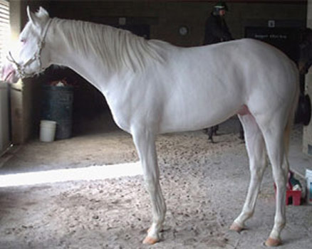 ცხენი American Albino - ის სურათი