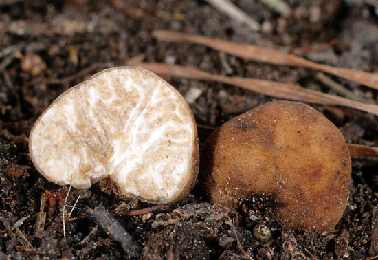 Tuber rufum - Mushroom Species Images