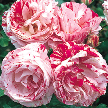 Scentimental  - Rose Varieties | VARDI | ვარდი                                                                                                                