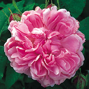 Jacques Cartier - Rose Varieties | VARDI | ვარდი                                                                                                                