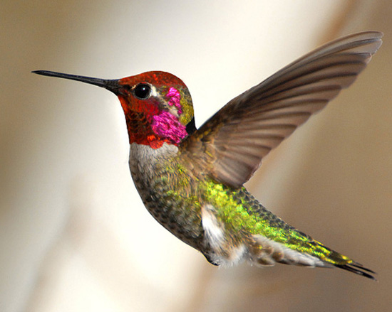 Anna's Hummingbird - Bird Species | Frinvelis jishebi | ფრინველის ჯიშები