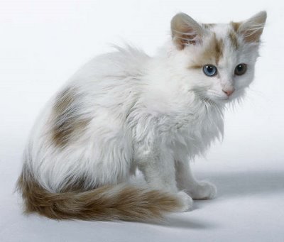 Turkish Van 1 - cat Breeds | კატის ჯიშები | katis jishebi