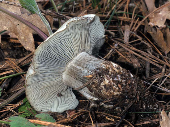 Hygrophorus caeruleus - Fungi species | sokos jishebi | სოკოს ჯიშები