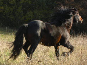 Landais - horse Breeds | ცხენის ჯიშები| cxenis jishebi