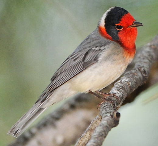 Red-faced Warbler - Bird Species | Frinvelis jishebi | ფრინველის ჯიშები