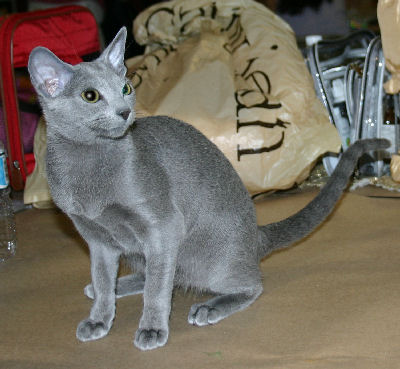 Russian Blue 2 - cat Breeds | კატის ჯიშები | katis jishebi