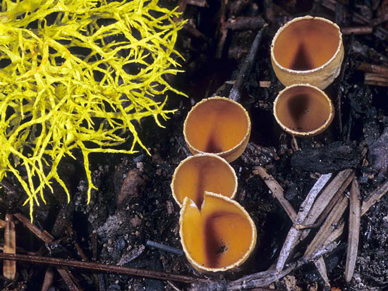 Geopyxis carbonaria - Mushroom Species Images