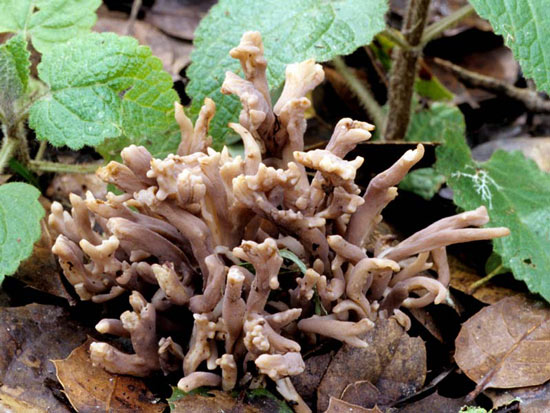 Clavulina cinerea - Fungi species | sokos jishebi | სოკოს ჯიშები
