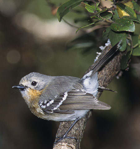 Kauai Elepaio - Bird Species | Frinvelis jishebi | ფრინველის ჯიშები