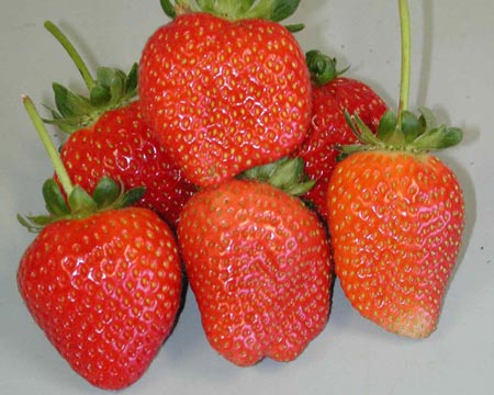 Lowanna - Strawberry Varieties