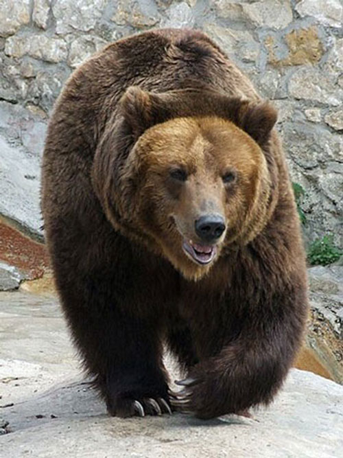 Brown Bear - bears species | datvis jishebi | დათვის ჯიშები