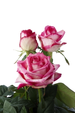 Rosa Rina - Rose Varieties | VARDI | ვარდი                                                                                                                