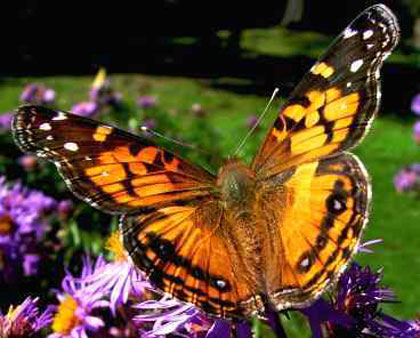 Painted Lady - Butterfly species | PEPLIS JISHEBI | პეპლის ჯიშები