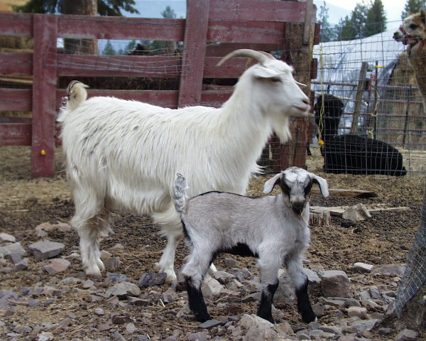 Cashmere goat - goats Breeds | txis jishebi | თხის ჯიშები