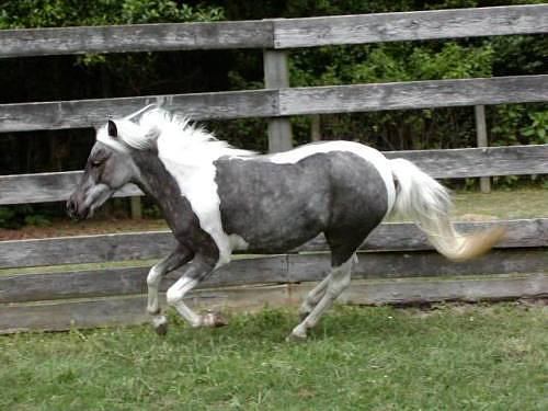 American Shetland Pony - horse Breeds | ცხენის ჯიშები| cxenis jishebi