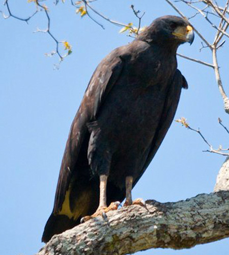Zone-tailed Hawk - Bird Species | Frinvelis jishebi | ფრინველის ჯიშები