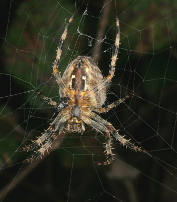 Garden Centre Spider - Spider species | OBOBAS JISHEBI | ობობას ჯიშები