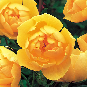 Buttercup - Rose Varieties | VARDI | ვარდი                                                                                                                