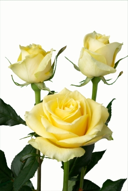 Tweety - Rose Varieties | VARDI | ვარდი                                                                                                                