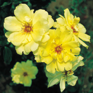 Golden Showers - Rose Varieties | VARDI | ვარდი                                                                                                                