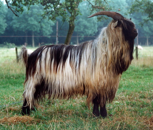 Dutch Landrace Goat - goats Breeds | txis jishebi | თხის ჯიშები