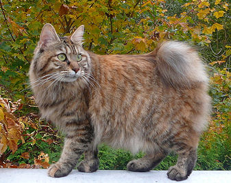 კატა Kirilian Bobtail - ის სურათი
