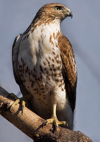 Red-tailed Hawk - Bird Species | Frinvelis jishebi | ფრინველის ჯიშები